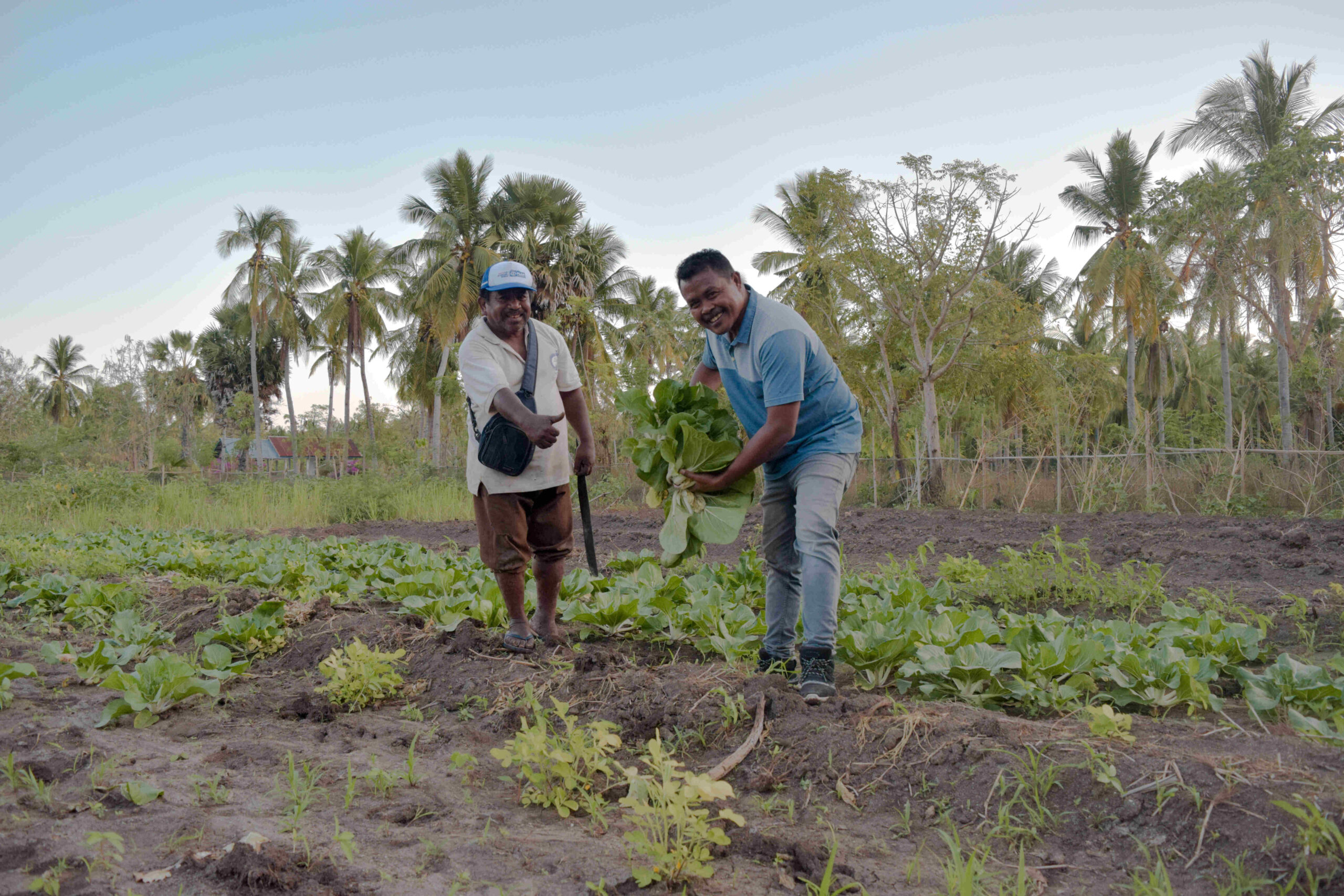 Hasan mendampingi pembeli memetik sayur sawi dari ladang di demplot.